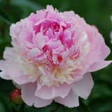 Parfem peony edens (edens parfume): fotografija i opis, recenzije